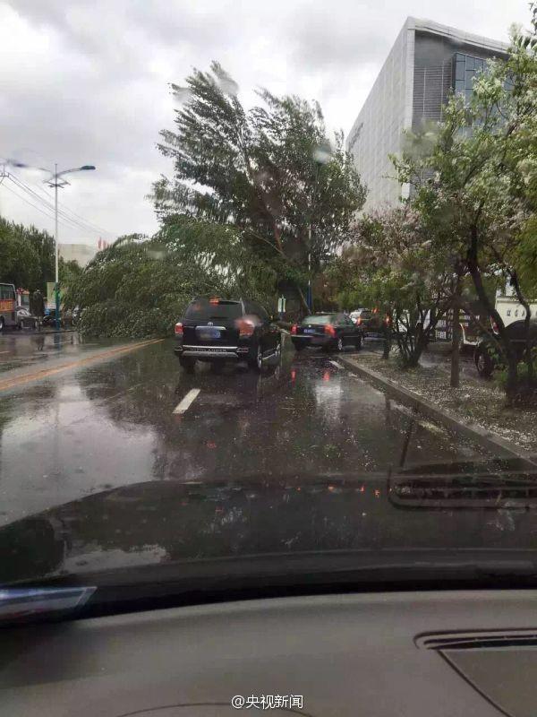 暴雨大风围攻辽宁 大树被连根拔起(图)
