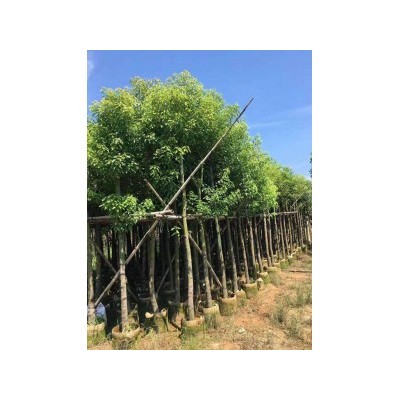 广东香樟价格 7分香樟