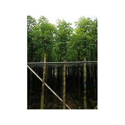 广东香樟价格 8分香樟