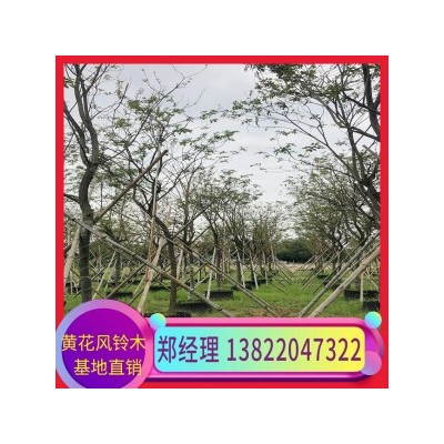 普宁黄花风铃木价格