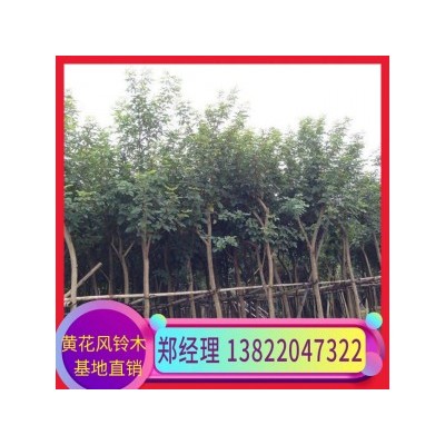 普宁黄花风铃木种植