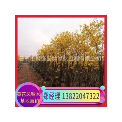 普宁黄花风铃木基地