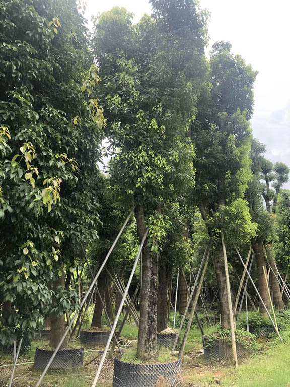 20-24公分骨架香樟 (8)