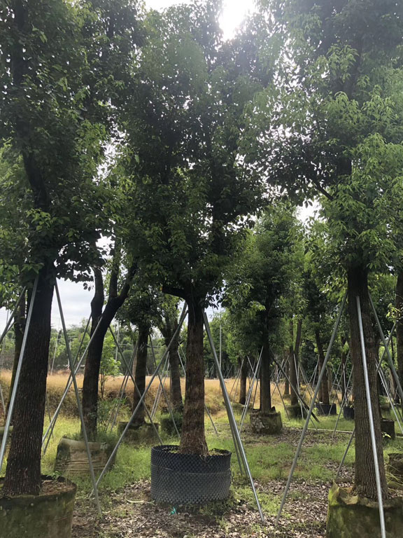 20-24公分骨架香樟 (6)