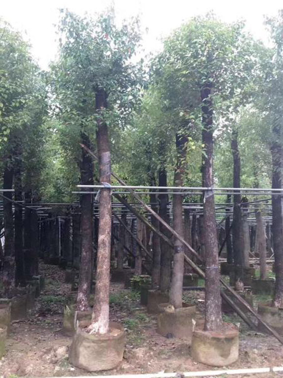 15公分骨架香樟 (6)