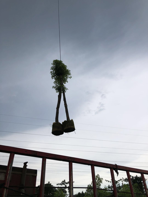 10-12公分香樟 (5)