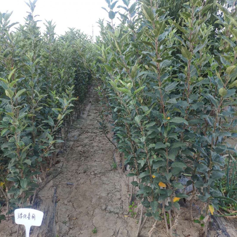 矮化鲁丽苹果苗