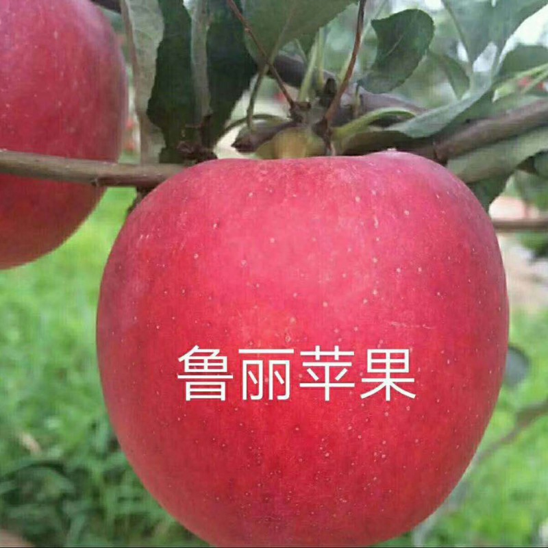 鲁丽苹果