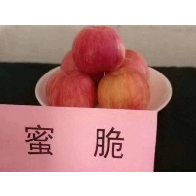 苗木基地-蜜脆苹果苗-泰林农业