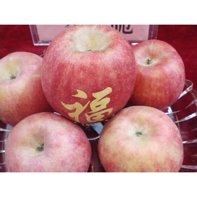 秦脆苹果苗批发，就在泰林农业