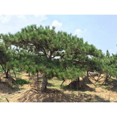 造型油松-造型松-山东省的绿化景观松树培育基地