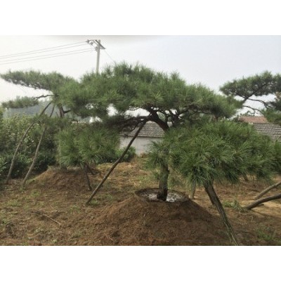 造型油松-造型松-山东省的绿化景观松树培育基地
