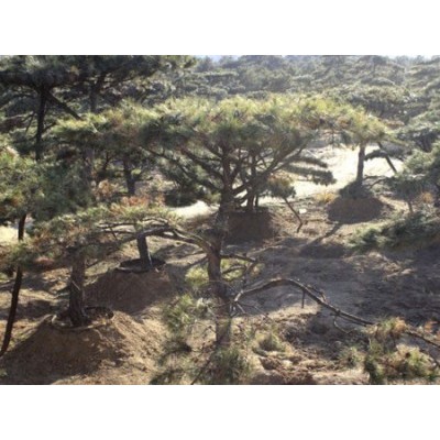 造型黑松-造型松-山东省的绿化景观松树培育基地