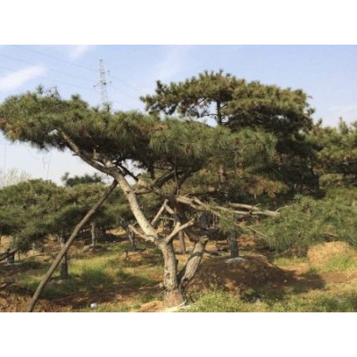 造型黑松-造型松-山东省的绿化景观松树培育基地