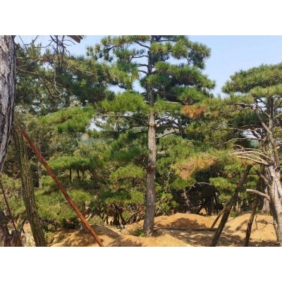 造型油松基地热卖直销寒冻造型油松易管理批发造型油松