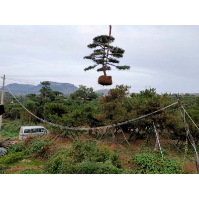 造型油松基地热卖直销寒冻造型油松易管理批发造型油松