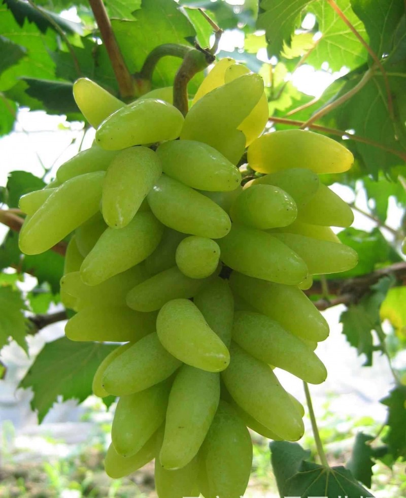 马陆葡萄 金手指葡萄 马奶葡萄 自产自销